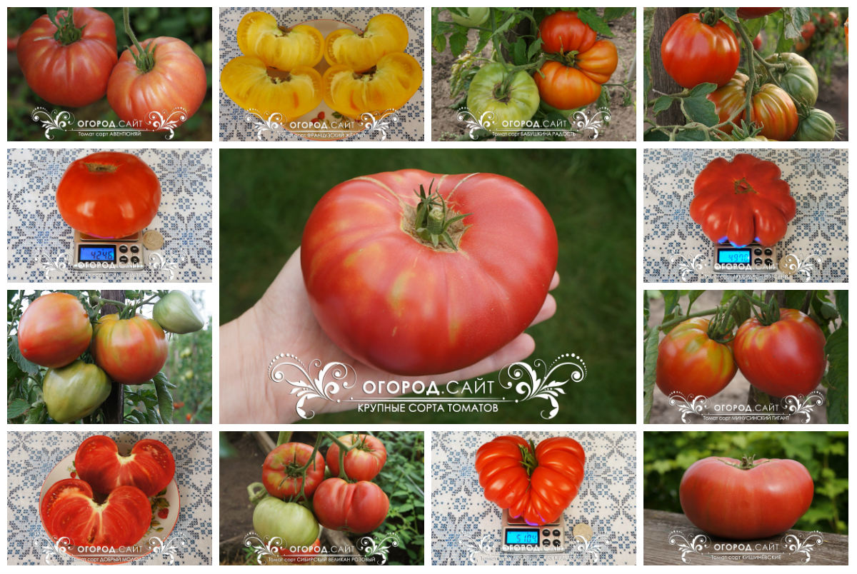 Коллекция семян «Крупные томаты»